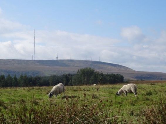 The hills around Belmont.